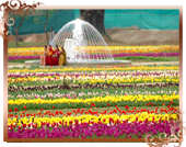 Travel In Kashimr